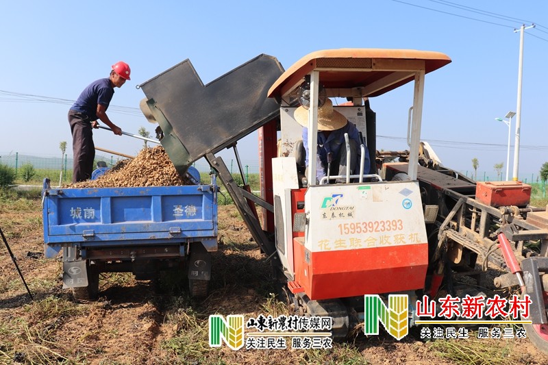 新品种花生  明年俺也要种 ------山东省平邑县临涧镇延伸花生产业链助力乡村振兴