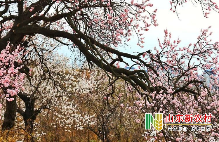 梁山脚下杏树开花