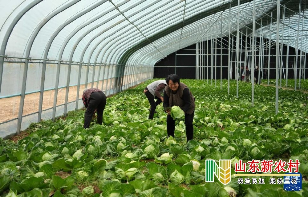 新泰：春季大棚卷心菜收获忙