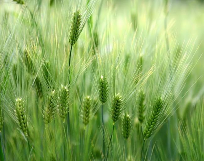 小麦生长中后期病虫防治尤为关键
